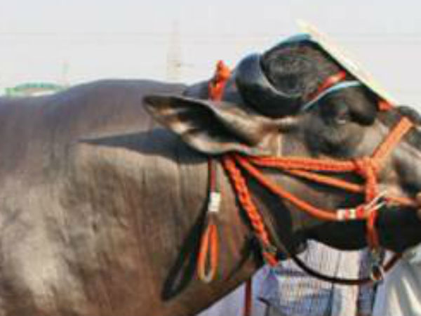 ஏலம் போகும் எருமை
