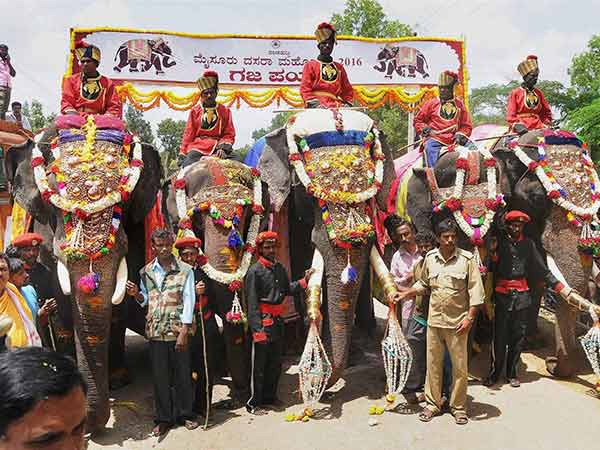 Mysuru Dasara elephants get insurance cover Mysuru Dasara elephants get insurance cover