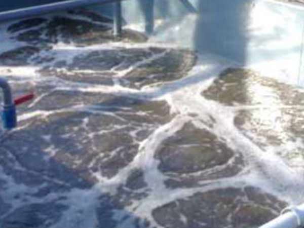 Corporation worker killed after inhaling poisonous gas Corporation worker killed after inhaling poisonous gas