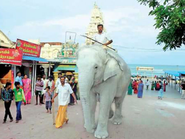 Saint Sundara Moorthy Nayanar Aadi Swathi Day Saint Sundara Moorthy Nayanar Aadi Swathi Day