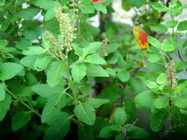 துளசி தீர்த்தம்