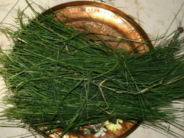 Arugampul is a sacred grass lord GaneshaArugampul is a sacred grass lord Ganesha Arugampul is a sacred grass lord GaneshaArugampul is a sacred grass lord Ganesha