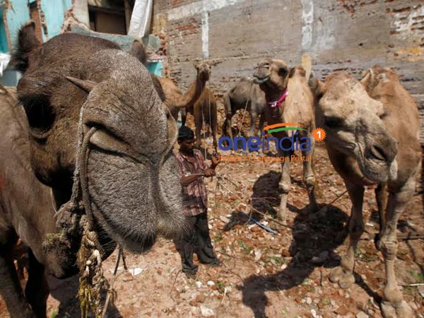 TMMK protests against ban on Camel slaughter TMMK protests against ban on Camel slaughter
