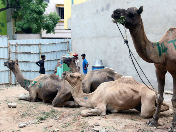 Madurai police books Vadivelu's assistant for camel qurbani Madurai police books Vadivelu's assistant for camel qurbani