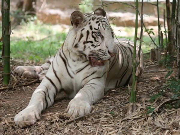 white tiger send to rajasthan white tiger send to rajasthan