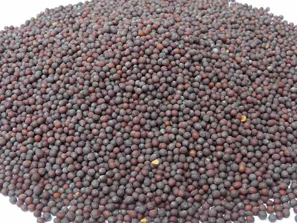 விதை சத்யாகிரகம்