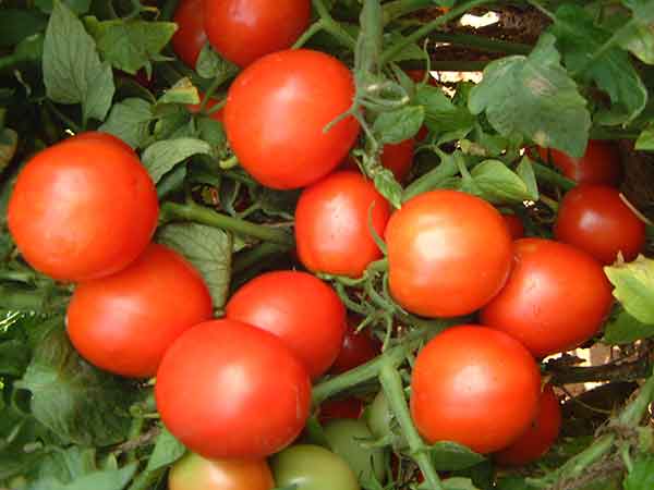 மரபணு மாற்றுப் பயிர்கள்