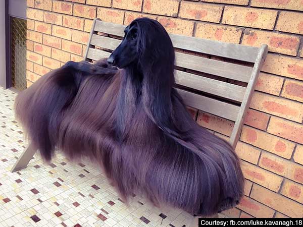 An Aussie dog becomes internet sensation An Aussie dog becomes internet sensation