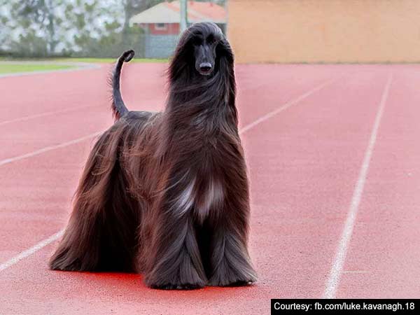 An Aussie dog becomes internet sensation An Aussie dog becomes internet sensation