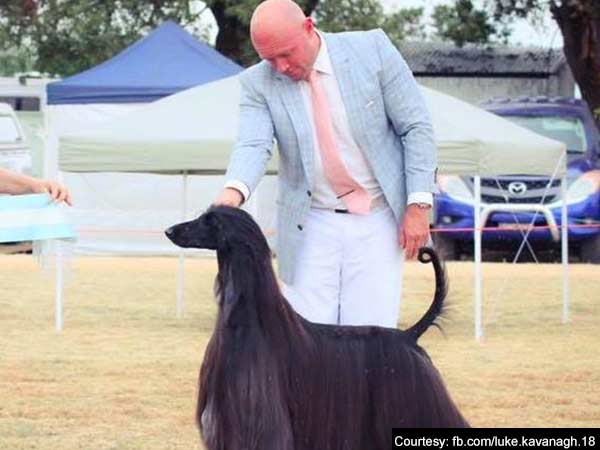 An Aussie dog becomes internet sensation An Aussie dog becomes internet sensation