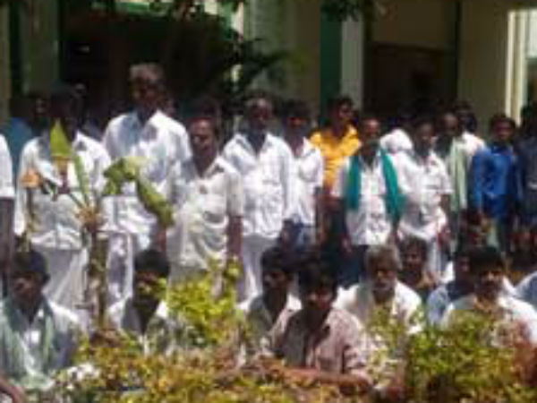 Farmers stage a protest with dried banana trees in Trichy Farmers stage a protest with dried banana trees in Trichy