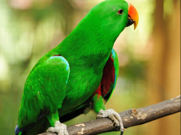 parrot Reveals Husband's Affair With Housemaid To Wife parrot Reveals Husband's Affair With Housemaid To Wife
