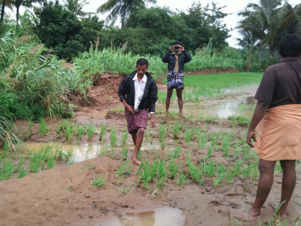 லட்சக்கணக்கான ஏக்கர் பயிர்கள் சேதம்