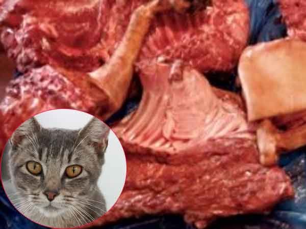 Shocking! cat flesh is selling as mutton in chennai. Shocking! cat flesh is selling as mutton in chennai.