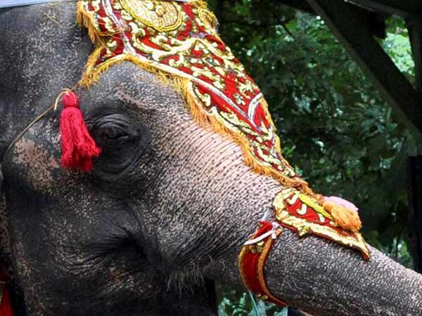 Animal cruelty case: elephant appears in court Animal cruelty case: elephant appears in court