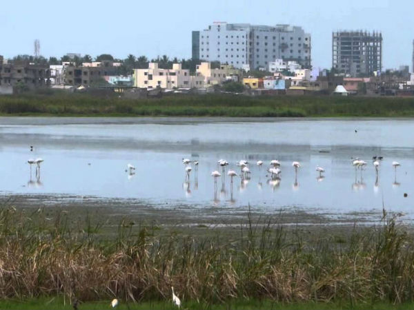 High Court bans registration of Marshland in Pallikaranai High Court bans registration of Marshland in Pallikaranai