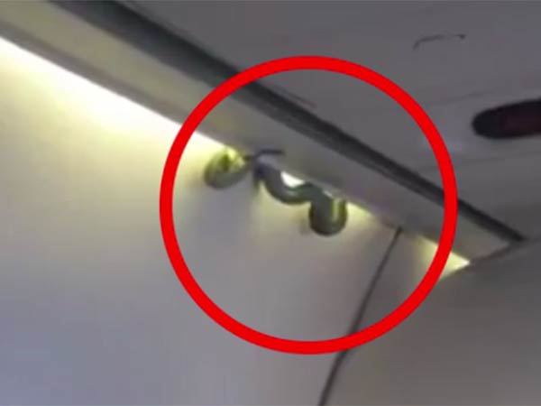 Snake on a Mexico flight, passengers run for their lives, Watch Video Snake on a Mexico flight, passengers run for their lives, Watch Video