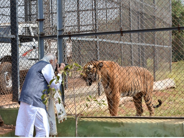 PM Modi clicks photos of tigers PM Modi clicks photos of tigers