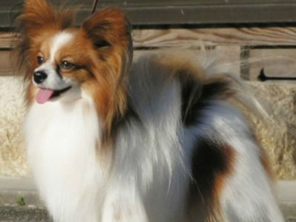 Man chopps off puppy's legs in Dwarka Man chopps off puppy's legs in Dwarka