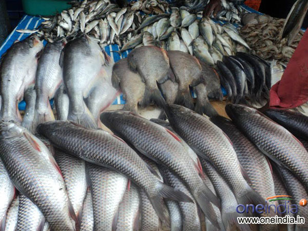 Fish Price rises in Chennai Fish Price rises in Chennai