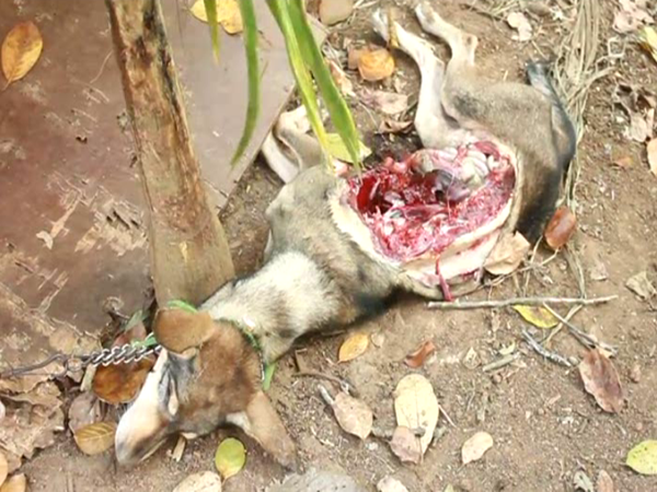 புளியரை அருகே நாயை அடித்து கொன்று புலி அட்டகாசம்.. பீதியில் பொதுமக்கள் !