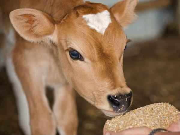 Fighting for calf : Police plan to do DNA test for calf Fighting for calf : Police plan to do DNA test for calf