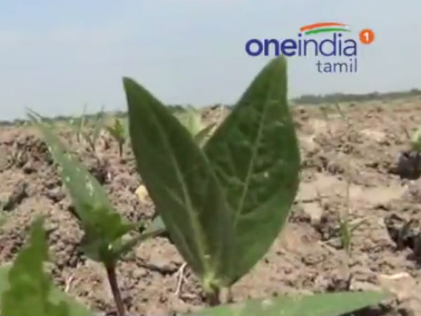 17 பேர் குடும்பங்கள்
