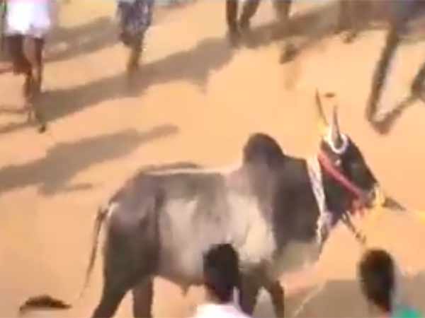 திடீர் ஜல்லிக்கட்டு