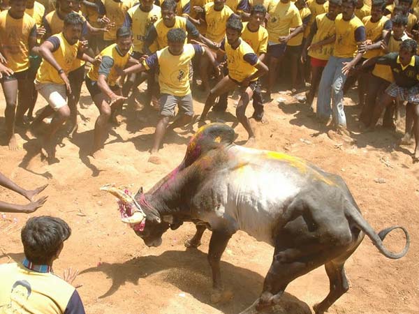 ஜல்லிக்கட்டு ஒத்திவைப்பு