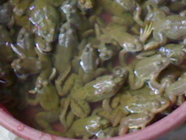 உயிருள்ளவை அனைத்தும்...