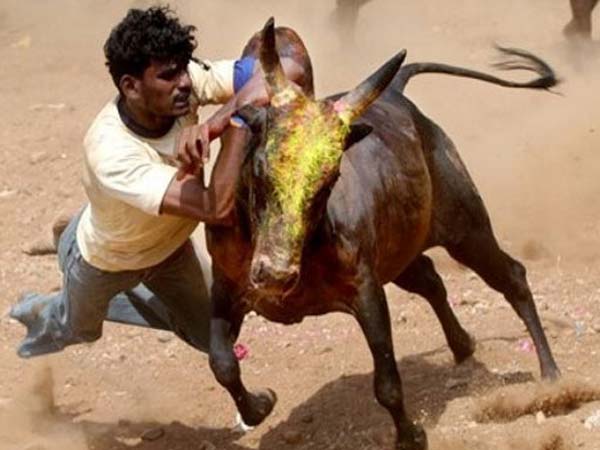 South Korean Tamil friends organization will protest against Jallikkattu ban South Korean Tamil friends organization will protest against Jallikkattu ban