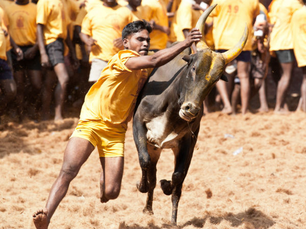 23 arrested for conduting Jallikkattu in Nagoor 23 arrested for conduting Jallikkattu in Nagoor