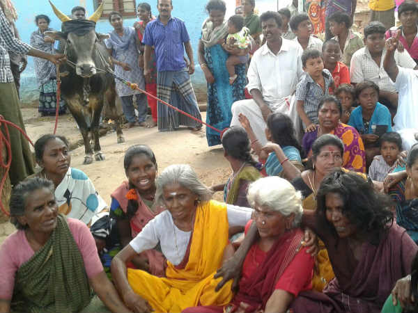 Jallikattu row: section 144 imposed in Alanganallur? Jallikattu row: section 144 imposed in Alanganallur?
