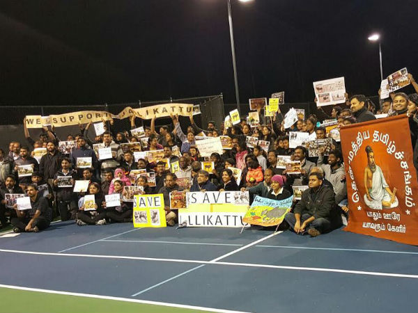 US Tamils continuing Jallikkattu protests in weekdays too US Tamils continuing Jallikkattu protests in weekdays too