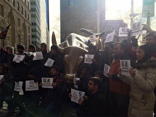 US Tamils supports Jallikkattu and write to PM Modi US Tamils supports Jallikkattu and write to PM Modi