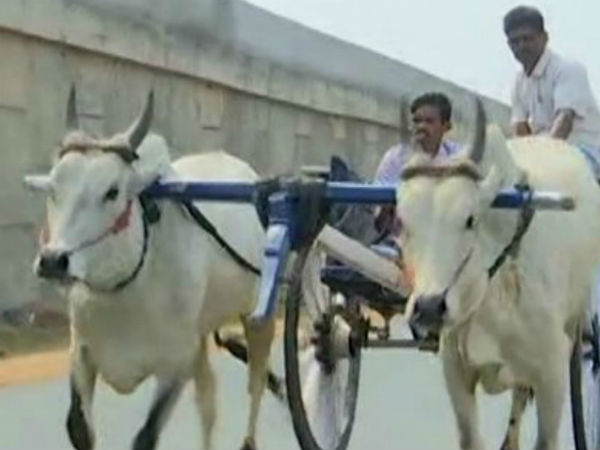 Villagers conducted Rekla race in Coimbatore Villagers conducted Rekla race in Coimbatore