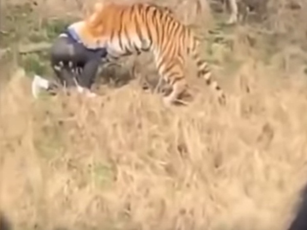 Man killed by a tiger in China Man killed by a tiger in China