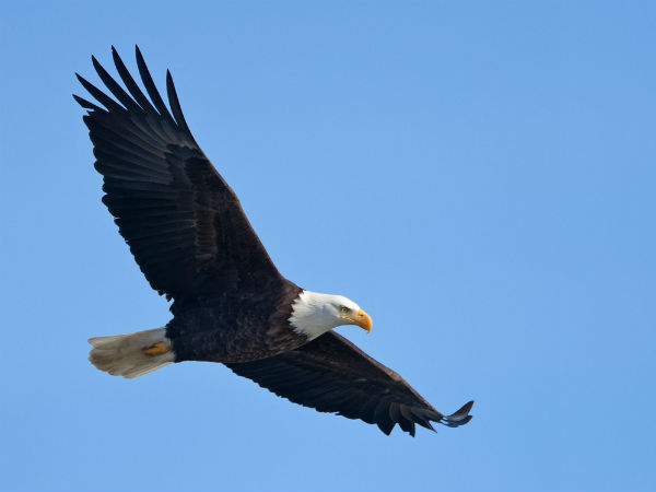 The Drones built by terrorists are destroyed by Eagles in France The Drones built by terrorists are destroyed by Eagles in France
