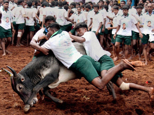 Jallikattu law with the consent of the President published in the Gazette Jallikattu law with the consent of the President published in the Gazette