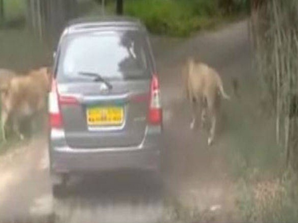 lion attacks safari vehicles carrying visitors and tried to get the doors opened lion attacks safari vehicles carrying visitors and tried to get the doors opened