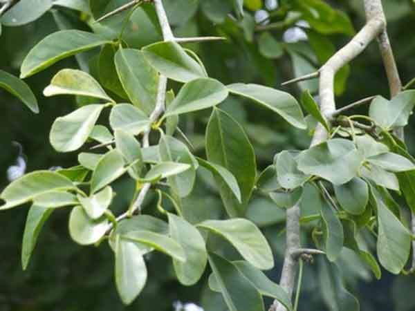 தெய்வீக மரங்கள்