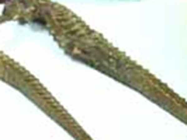 கடல்குதிரைகள்