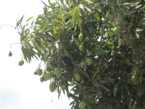 மாம்பழங்களின் தேவை