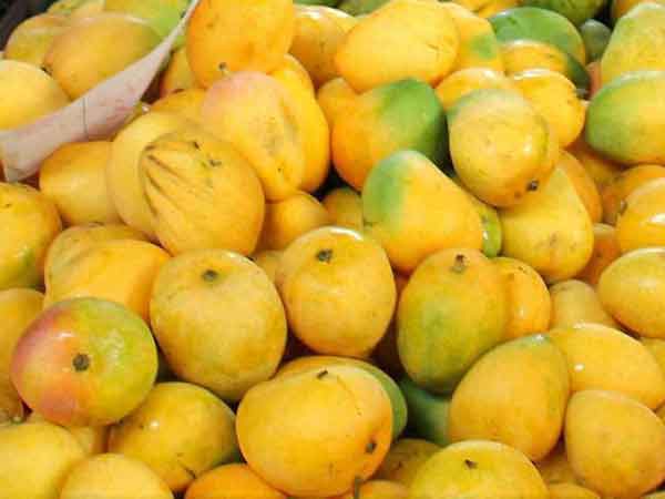 மாம்பழ ஏற்றமதிக்கு முன்பதிவு