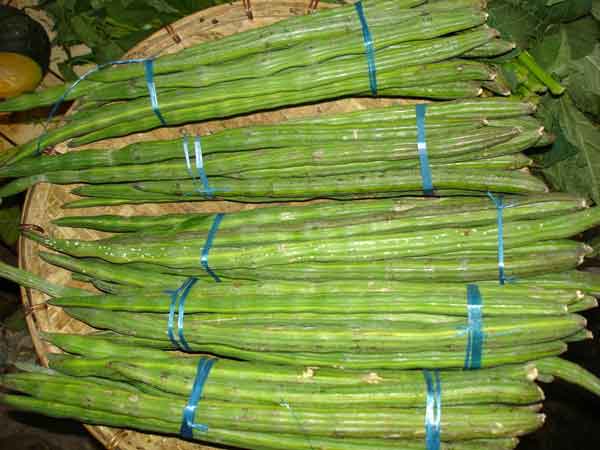 Drumstick growth high in Nellai District Drumstick growth high in Nellai District