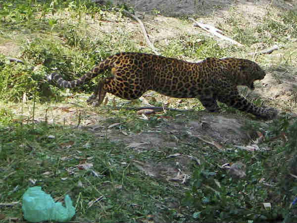 Leopard on prowl in village, people panic Leopard on prowl in village, people panic