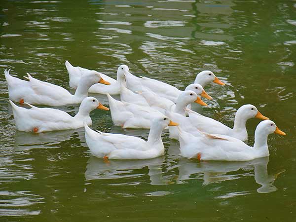 அவ்வையார் ஆத்திச்சூடி
