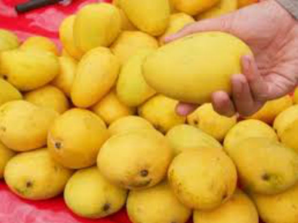 India set up to export Alphonsa Masngoes to Australia for the first time India set up to export Alphonsa Masngoes to Australia for the first time