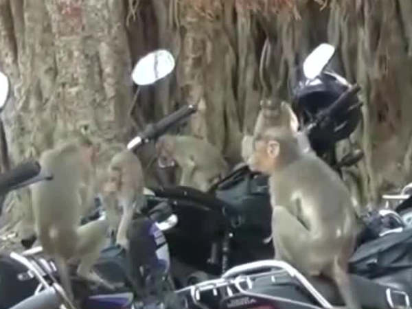 Monkeys play with water bottles Monkeys play with water bottles