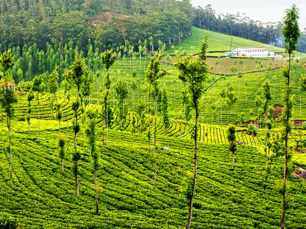 தொடரும் கொலைகள்
